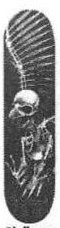 Birdhouse Hawk Full Skull deck in the SSBS Vol III 1997