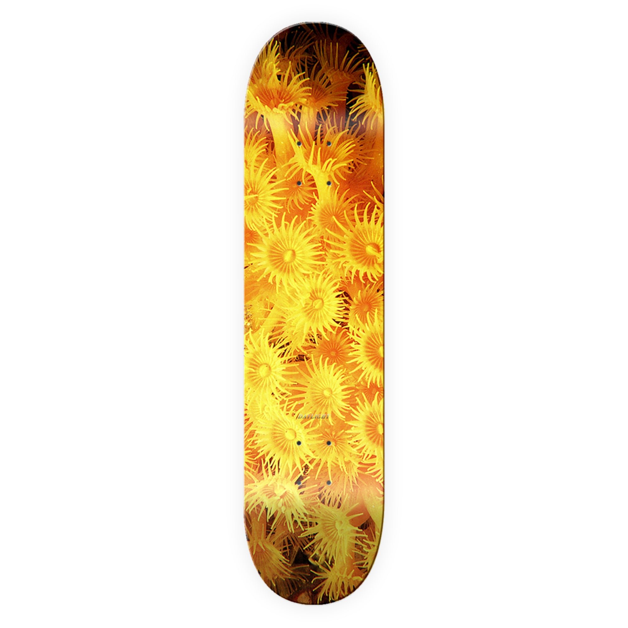 Passport Daylight Zoanthid deck