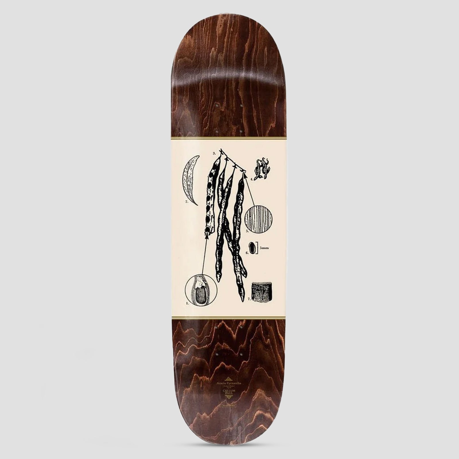 Passport Pro Series Callum Acacia skateboard deck: Dark brown wood-stained deck with a cream central panel bordered in gold lines, showing a botanical-style plate of black ink seed pods hanging from a stem with numbered detail circles, a crescent pod and a scale mark. Small credit text sits near the tail.