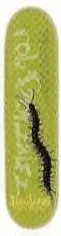 New Deal Gonzalez Centipede deck in the Eastern Skateboard Supply 1999 2000